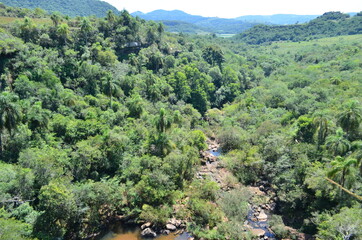 forest in the mountains