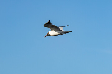 A seagull flying against a blue sky in summer .