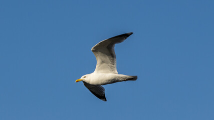 A seagull flying against a blue sky in summer .