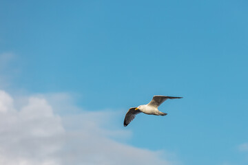 A seagull flying against a blue sky in summer .