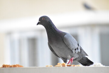 pigeon sitting on a branch