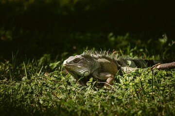 hedgehog in the grass