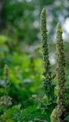 Fototapeta premium fern in the forest
