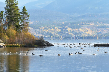 Geese on the Mountain Lake