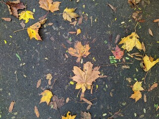wet asphalt with fallen colorful autumn leaves