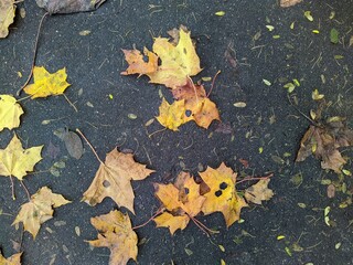 wet asphalt with fallen colorful autumn leaves