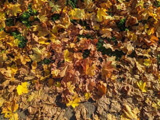 colorful background of fallen autumn leaves photo