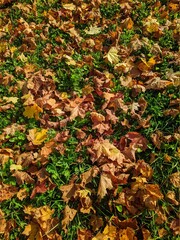 colorful background of fallen autumn leaves photo