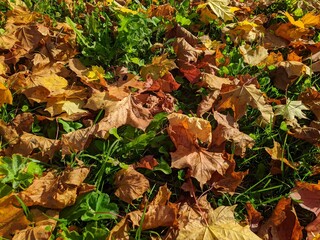 colorful background of fallen autumn leaves photo
