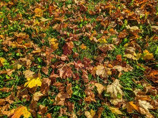 colorful background of fallen autumn leaves photo