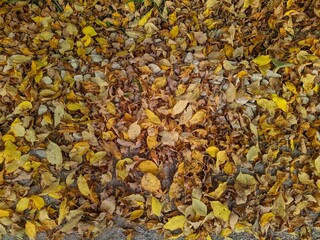 colorful background of fallen autumn leaves photo