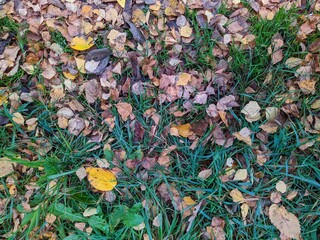 colorful background of fallen autumn leaves photo
