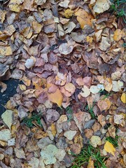 colorful background of fallen autumn leaves photo