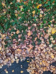 colorful background of fallen autumn leaves photo