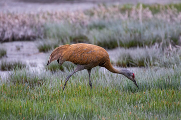 Obraz na płótnie Canvas Close up portrait of a Sandhill crane (Grus canadensis) in a coastal wetland next to beach in Anchorage, Alaska. The bird is walking and foraging in green grass next to the ocean.