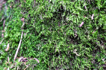 Green moss on a tree close-up
