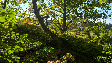 Fototapeta na wymiar Old trunk with moss in a wood in the north of France (Thorigne-Fouillard, 35235, Brittany).