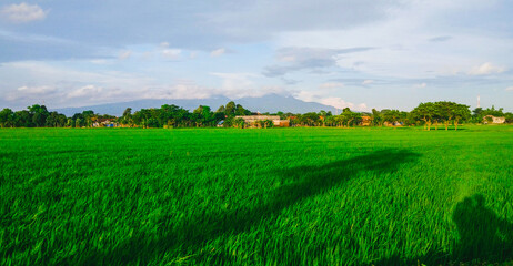 field and blue sky