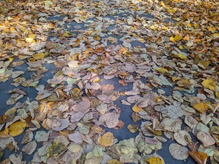 path in the park strewn with colored autumn leaves