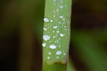 Rain droplets on green grass beautiful high quality photo background