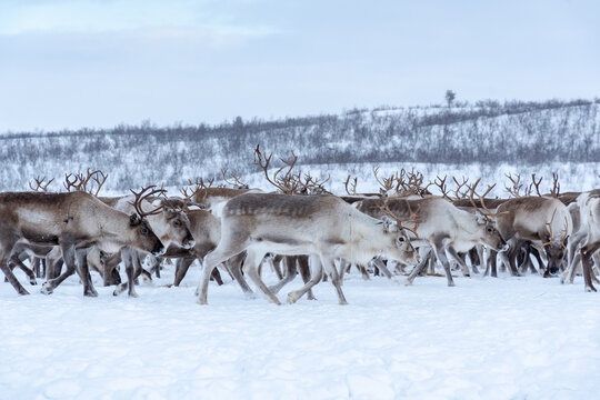 Rena na Noruega no inverno.