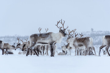 Rebanho de renas dos Samis na Noruega em Karasjok