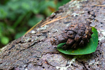 Pine cone lying on a tree bark