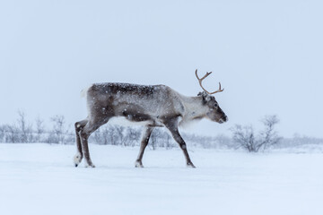 Rena na Noruega no inverno.