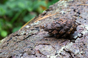 Pine cone lying on a tree bark