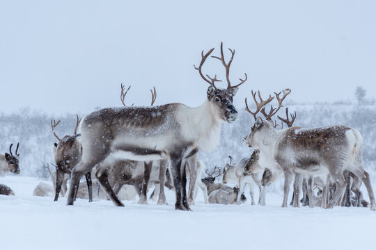 Rena na Noruega no inverno.