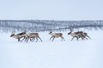 Fototapeta na wymiar Rena na Noruega no inverno.