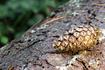 Pine cone lying on a tree bark