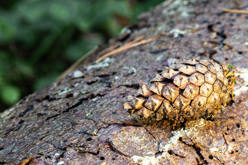 Pine cone lying on a tree bark
