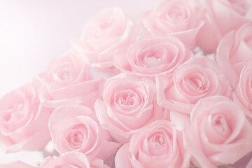delicate roses of pale pink color. A bouquet of beautiful flowers for congratulations. Template for text.