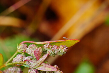 Small Fly on leaf