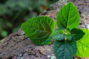 Mint leaves lying on a tree