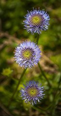  Wild Scabious flower