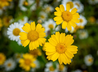 Wild flowers