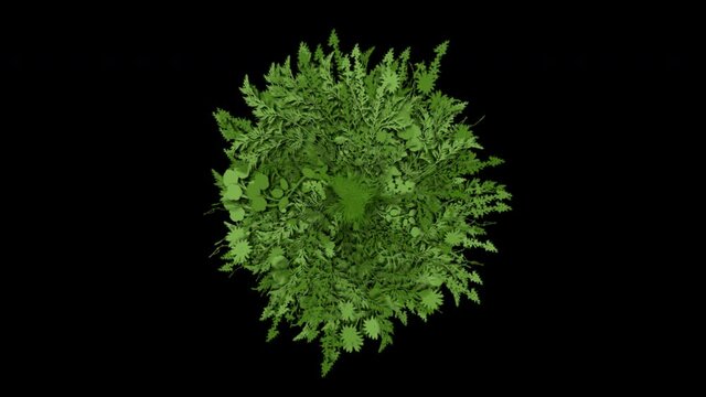 Flora growth up motion in top view with 3d rendering include alpha path.