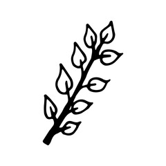 Single hand drawn leaf for winter and autumn decoration. Doodle vector illustration. Isolated on white background