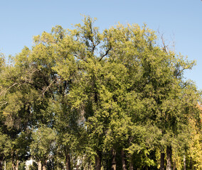trees in the park