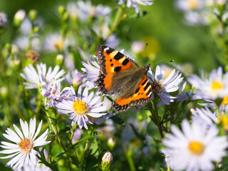 Small Tortoiseshell butterfly drinking nectar on a purple aster in the autumn garden, closeup with selective focus