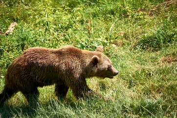 Fototapeta na wymiar brown bear walking on the meadow