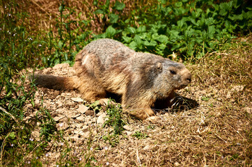 Naklejka na ściany i meble marmot on the grass