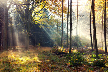 Magischer Moment im Herbstwald mit Sonnenstrahlen im Morgennebel