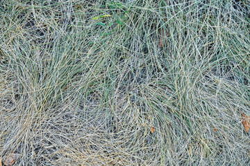 autumn yellow-green close-up. the view from the top. as background