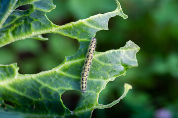 The caterpillar larvae of the cabbage white butterfly eating the leaves of a cabbage