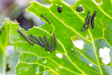 The caterpillar larvae of the cabbage white butterfly eating the leaves of a cabbage