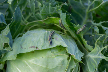 Fototapeta na wymiar The caterpillar larvae of the cabbage white butterfly eating the leaves of a cabbage