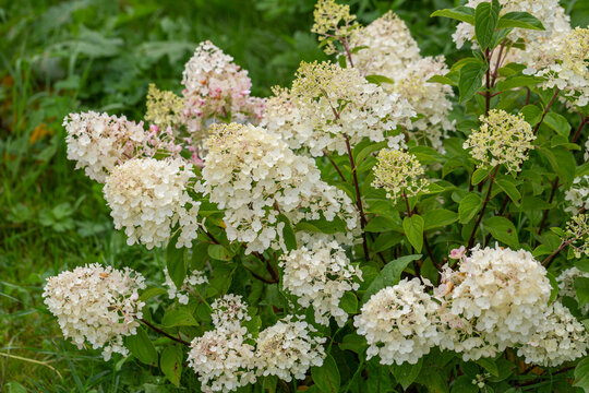 Hydrangea paniculata Silver Dollar